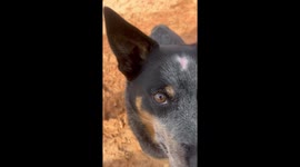 Australian Cattle Dog Digs Water Ditch