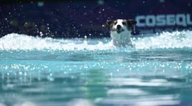 Canine Celebration Day At Westminster Kennel Club Dog Show in NY, USA