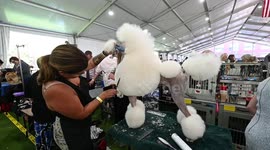 Day One Of 147th Westminster Kennel Club Dog Show In NY, USA