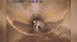 Large alligator backs away from robot camera probing underground pipe in Florida
