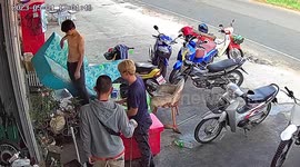 Scared cat somersaults to flee from snake hiding behind plants