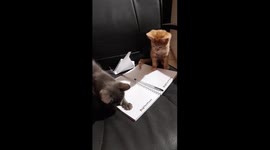 Study time that never seems to change since Mimi and Fifi always wish to study with me