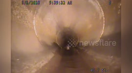 Alligator Turns Tail And Flees Sewer Robot In Oviedo, FL, USA