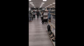 Girl Leads Black Lab Through Department Store