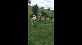 Golden Puppies Rush To Play In Grass
