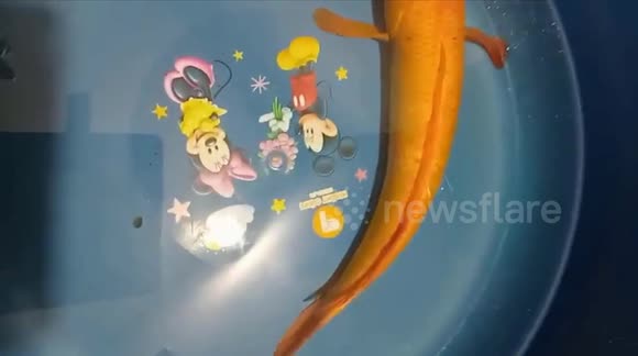 Vietnamese farmer discovered a rare mutant orange snakehead fish in a ...