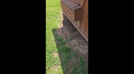 Chicken Coop Hatches Baby Kittens