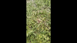 As Warrior Ants Watch- Queen Gets Royal Send-Off In This Ant Colony. Royal Protocol Seems Oddly Familiar Funny Vid