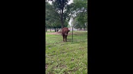 Funny cow came to say hi to me and then started to clean himself!