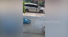 Pet pugs enjoy dip in mini indoor pool