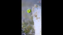 The vibrant green, pea-sized fish will make you fall head over fins in love with it