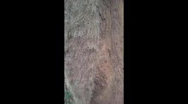 Thousands of venomous caterpillars cling to tree trunk from base to top