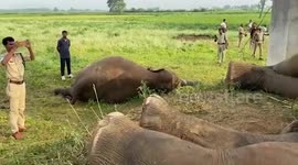 Four elephants lose their lives after being electrocuted in Parvathipuram, Andhra Pradesh, India