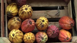 4th Edition Of The National Agrarian Reform Fair Hosted by MST Takes Place in Sao Paulo, Brazil