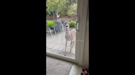 Hungry NeighborHerd Visits For Daily Snack