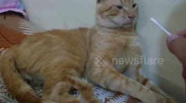 The video shows a person attempting to clean their orange tabby cat's nose with an ear swab. The cat is leaning on a bed with clear signs of displeasure on its face.