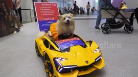 Marsh 'The Happy Dog'  in a spoof on Thailand's general election.