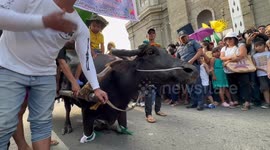 Buffalos kneel towards crowd during colourful festival in Philippines