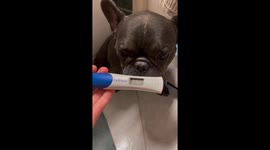 French bulldog found out first that her owner is pregnant 3 times, after two boys the gender reveal party went like this.
