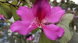 Beauty of the flowers & nature love!