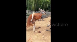 Hilarious moment kangaroo scratching mosquito bites at Chinese zoo