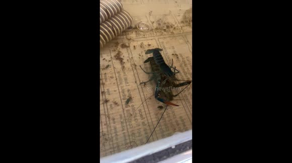 how do Australian crayfish reproduce?