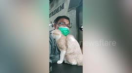 Dozy cat falls asleep on groomer's shoulder while being blow-dried