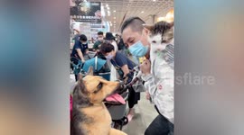 Hapless pet cat slaps dog sculpture on face in Taiwan
