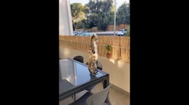 Nosy Cat Stands Up to See Over Fence