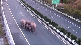 Herd of wild elephants wander along Chinese highway