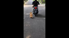Motorcyclist dragging dog along road sparks outrage in Bali