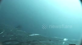 First ever footage of humpback whale 'spa day' where animals rub bodies on seafloor