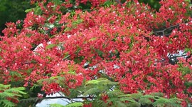 Red Flowers Bloom In Nanning, China