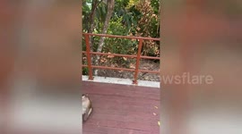 Wild monkey jumps on tourist to steal popcorn