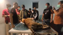 Sumatran Tiger found dead in West Sumatera Indonesia on May 16, 2023.