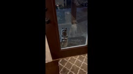 Well-mannered raccoons visit a house during their unique trick-or-treating adventure