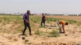 Palestinian farmers inspect damages estimated over $1 million during Israeli air strikes
