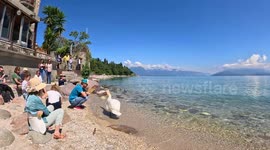 A swan standing in the sand next to a man bite him several times in the arm as a warning, but the man keep the position and seems to be a game at the end between them