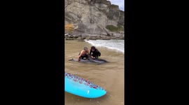 Heroic surfers do everything they can to help stranded dolphin