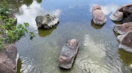 At the Morikami gardens in Florida, a green heron teams up with African cichlids to insure it gets dinner and lives another day