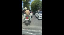 Tourist negligence exposed: risky motorbike maneuver caught on camera in Ubud, Bali