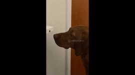 Adorable dog LOVES flies and contemplates them in Zen-like stillness