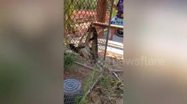Hapless monitor lizard dies trying to eat white falcon inside cage