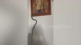 Green snake slithers on Thai king's portrait hanging on wall inside family's home