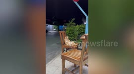Tired cat slumps on chair outside bar like a drunk customer