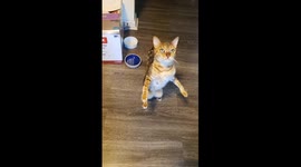This cat stands upright like a human when demanding to be held