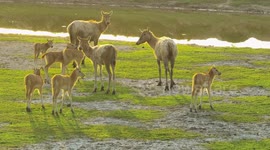 Elks Forage in Dafeng Elk National Nature Reserve In Yancheng, China