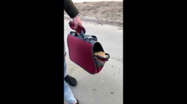 Vampire Cat Rides in Tote