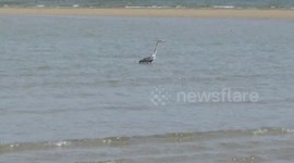 A very rare sighting of a Heron on the Camel estuary at Hawkers cove near Padstow today
