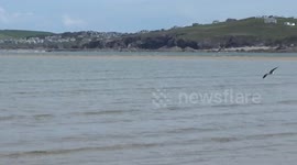 A very rare sighting of a Heron  flying and landing on the Camel estuary at Hawkers cove near Padstow